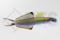 m10694_Ptereleotris-evides_Scherenschwanz-Torpedogrundel_01