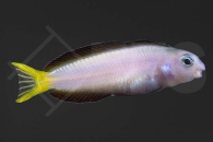 m10695_Meiacanthus-mossambicus_Afrikanischer-Leierschwanz-Schleimfisch_01