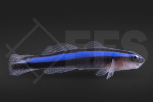 m10702_Elacatinus-oceanops_Blaue-Neonputzergrundel_01