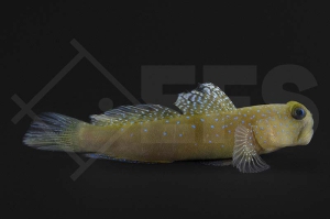 m10703_Cryptocentrus-cinctus_Gelbe-Symbiosegrundel_01