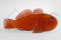 m10709_Gobiodon-rivulatus_Rote-Korallengrundel_02