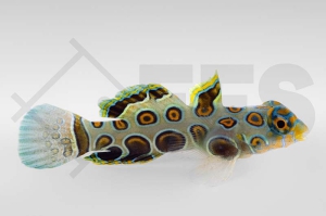 m10716_Synchiropus-picturatus_LSD-Leierfisch_male_NZ_01
