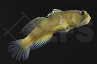 m10717_Cryptocentrus-cinctus_Gelbe-Symbiosegrundel_01