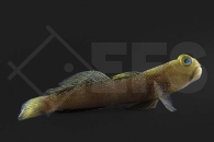 m10719_Cryptocentrus-fasciatus_Blaupunkt-Waechtergrundel_01