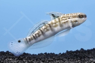 m10724_Braunstreifen-Grundel_Amblygobius-phalaena_00