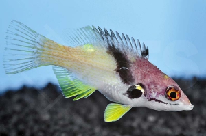 m10801_Zweifarben-Lippfisch_Bodianus-mesothorax_00