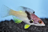m10801_Zweifarben-Lippfisch_Bodianus-mesothorax_00