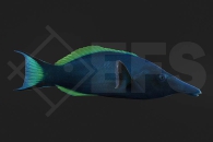 m10802_Blauer-Vogel-Lippfisch_Gomphosus-caeruleus_01