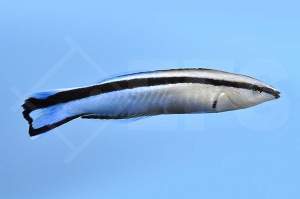 m10803_Putzerlippfisch_Labroides-dimitiatus_00