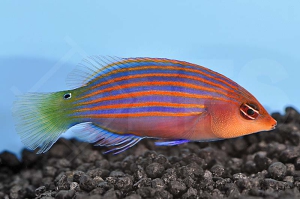 m10806_Sechsstreifen-Lippfisch_Pseudocheilinus-hexataenia_00