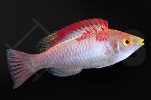 m10808_Cirrhilabrus-adornatus_Debelius-Zwerglippfisch_061