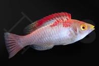 m10808_Cirrhilabrus-adornatus_Debelius-Zwerglippfisch_061