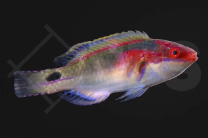 m10810_Pracht-Zwerglippfisch_Cirrhilabrus-exquisitus_01