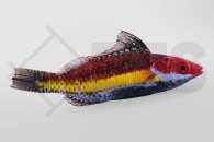 m10812_Cirrhilabrus-naokoae_Haiflossen-Zwerglippfisch_02