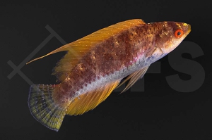 m10816_Paracheilinus-filamentosus_Fahnen-Zwerglippfisch_01