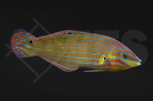 m10820_Halichoeres-melanurus_Regenbogenlippfisch_01