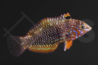 m10825_Macropharyngodon-ornatus_Leoparden-Junker_02