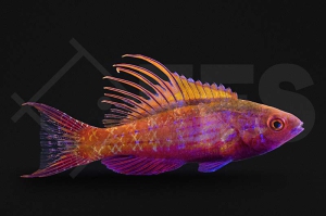 m10827_Paracheilinus-cyaneus_Blauer_Zwerglippfisch_02