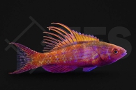 m10827_Paracheilinus-cyaneus_Blauer_Zwerglippfisch_02