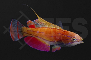 m10826_paracheilinus_mccoskeri_McCoskers-Zwerglippfisch_01