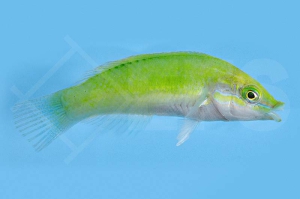 m10839_Neongruener-Lippfisch_Halichoeres-chloropterus_00