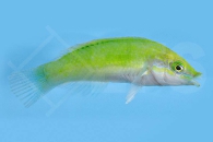m10839_Neongruener-Lippfisch_Halichoeres-chloropterus_00
