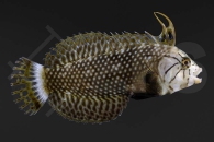 m10840_Novaculichthys-taeniourus_Baeumchen-Lippfisch_01