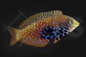 m10841_Macropharyngodon-bipartitus_Diamant-Lippfisch_female_01