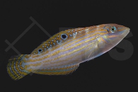 m10853_Halichoeres-cosmetus_Schmuck-Junker_02