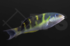 m10859_thalassoma_jansenii_jansens_lippfisch_01