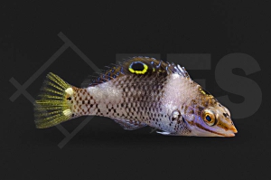 m10863_Halichoeres-hortulanus_Schachbrett-Junker_juvenil_01