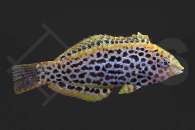 m10868_Macropharyngodon-meleagris_Leoparden-Junker_01