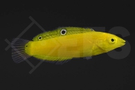 m10875_Halichoeres-chrysus_Kanarien-Lippfisch_juvenil_02