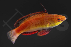 m10883_Cirrhilabrus-africanus_Afrikanischer-Zwerglippfisch_01