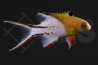 m10885_Bodianus-anthioides_Herzog-Schweinslippfisch_01