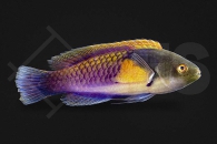 m10888_Cirrhilabrus lyukyuensis_Gelbseiten-Zwerglippfisch_01