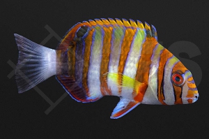 m10895_Choerodon fasciatus_Harlekin-Lippfisch_01