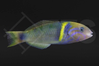 m10902_Thalassoma-hebraicum_Goldband-Lippfisch_01