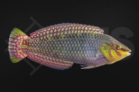 m10906_halichoeres_argus_Seegras-Junker_01