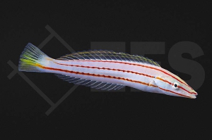 m10910_hologymnus_doliatus_Weissbauch-Hechtlippfisch_01