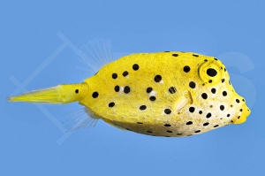 m11004_gewoehnlicher-Kofferfisch_Ostracion-cubicus_00