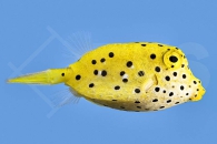 m11004_gewoehnlicher-Kofferfisch_Ostracion-cubicus_00