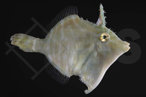 m11005_Acreichthys-radiatus_Radial-Feilenfisch_01