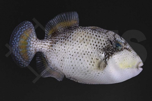 m11006_Abalistes-stellaris_Sternendrueckerfisch_01