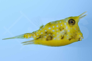 m11009_Kuh-kofferfisch_Lactoria-cornuta_000