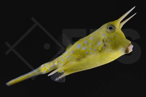 m11010_Lactoria-cornuta_Kuh-Kofferfisch_01