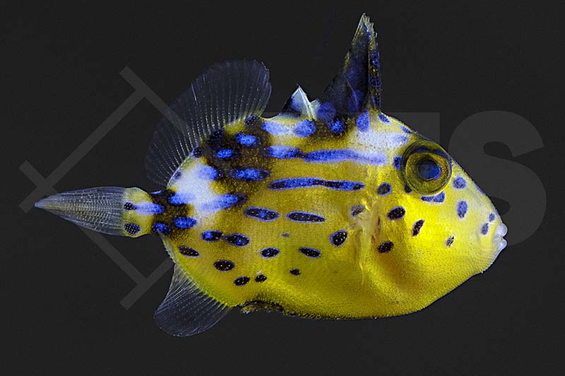 m11013_Pseudobalistes-fuscus_Blaustreifendrueckerfisch_01
