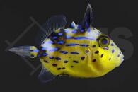 m11013_Pseudobalistes-fuscus_Blaustreifendrueckerfisch_01