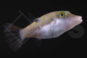 m11014_Canthigaster-bennetti_Benetts-Kugelfisch_01