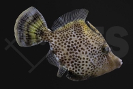 m11015_Monacanthus-chinensis_Feilenfisch_02